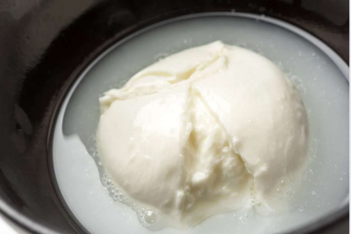 mozzarella di bufala