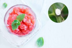 Granita insetto