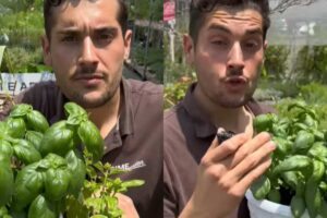 L'esperto @simegarden mostra come curare il basilico
