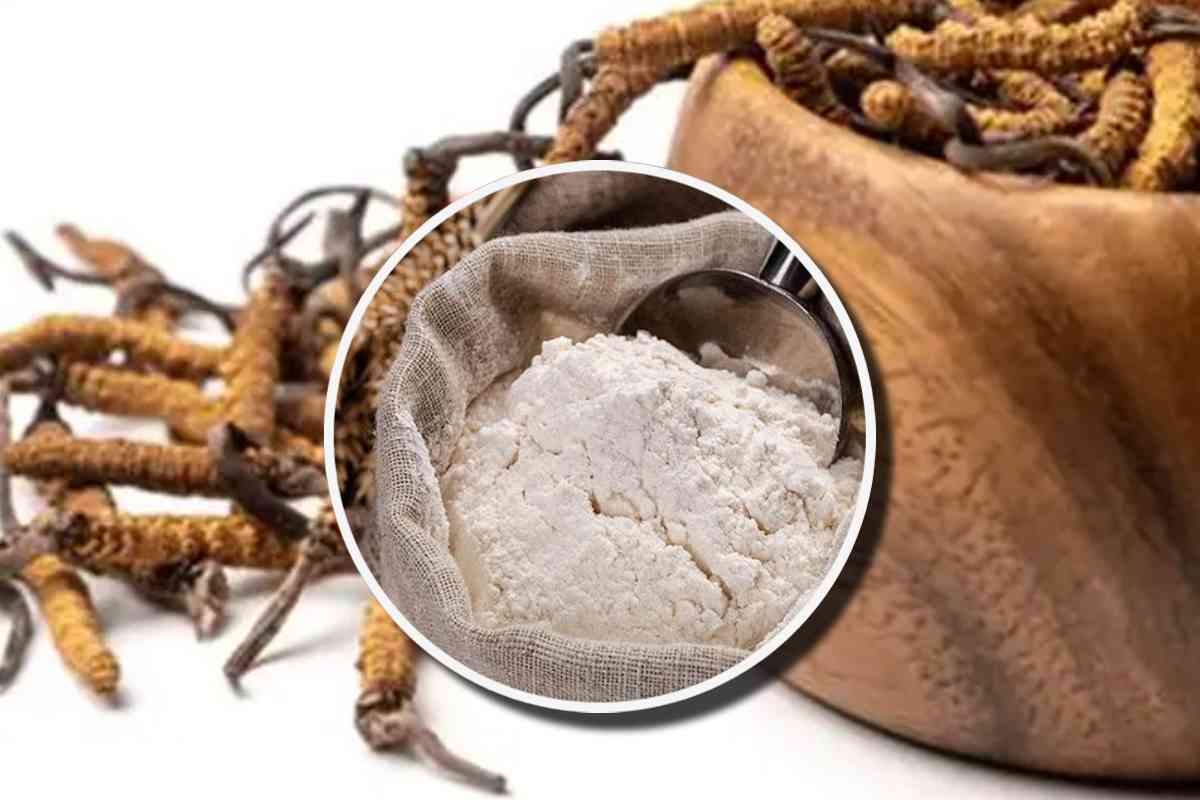 Dei grilli da alimentazione in una ciotola e della farina bianca