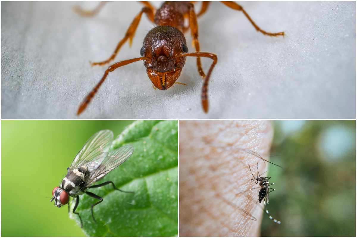 Una formica, una mosca e una zanzara