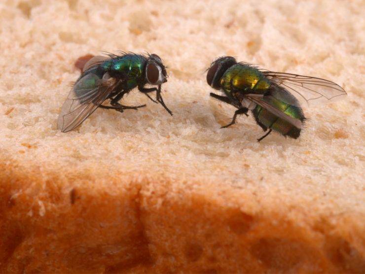 mosche su fette di pane