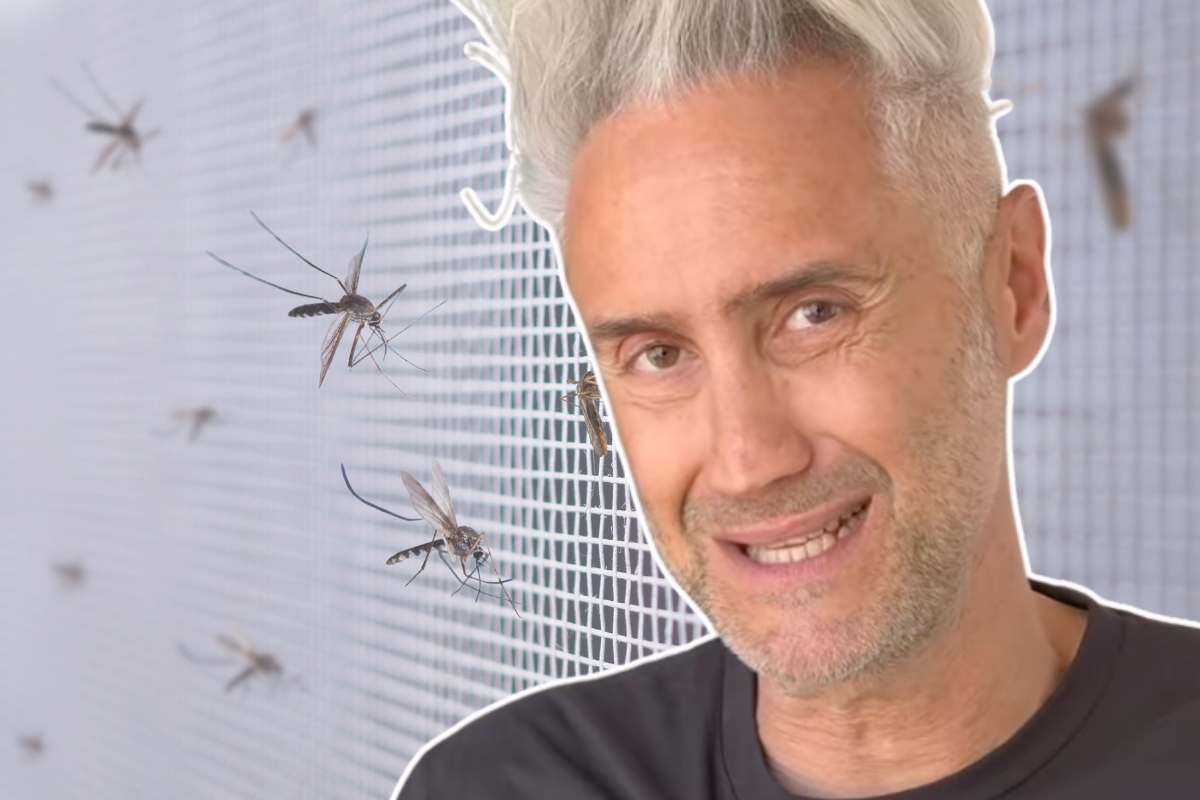 Il prof Schettini rivela come far sparire le zanzare: è uno ‘scudo naturale’ incredibile