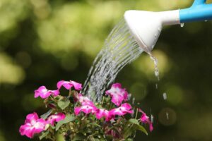 Innaffiare pianta con fiori fucsia