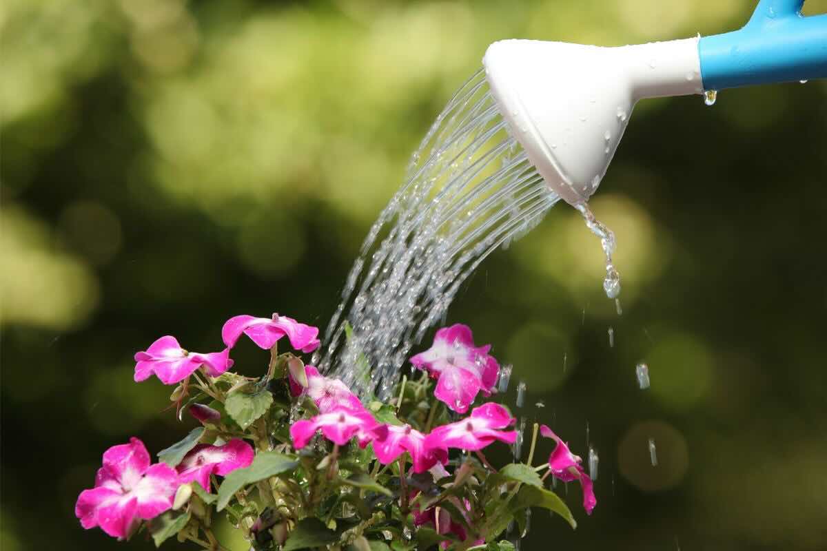 Innaffiare pianta con fiori fucsia