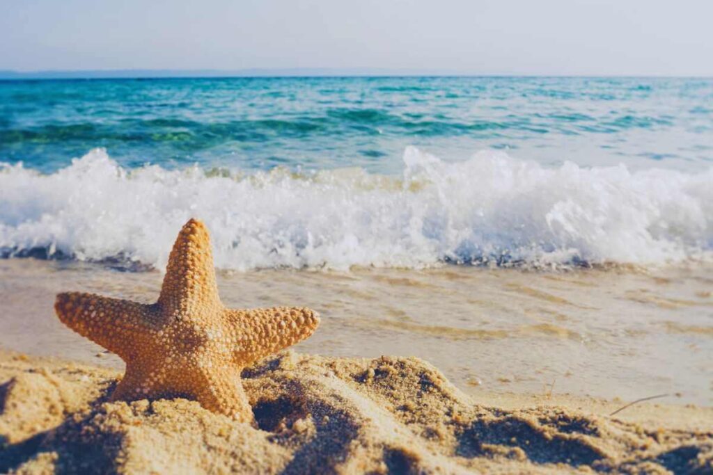 spiaggia e stella marina